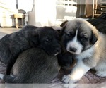 Small Photo #26 Anatolian Shepherd Puppy For Sale in COMMERCE, TX, USA