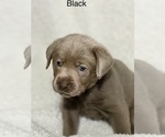 Small Photo #15 Labrador Retriever Puppy For Sale in LINDEN, MI, USA