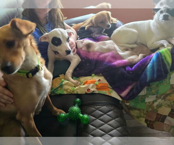 Medium Photo #3 American Pit Bull Terrier-Unknown Mix Puppy For Sale in Aurora, IN, USA