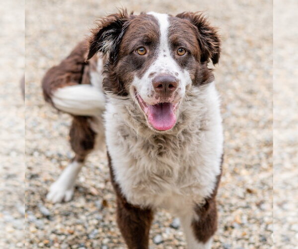 Medium Photo #2 Border Collie-Unknown Mix Puppy For Sale in Hilton Head, SC, USA