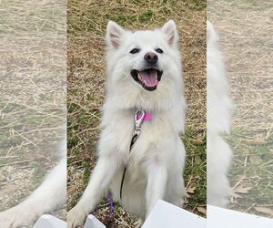 Medium American Eskimo Dog