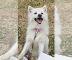 Small American Eskimo Dog