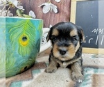 Small #5 Morkie