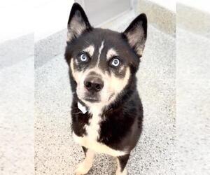 QUILL - Male Siberian Husky Dog for Adoption - Photo #2