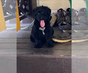 Schnauzer (Giant) Puppy for sale in LAKE CHARLES, LA, USA