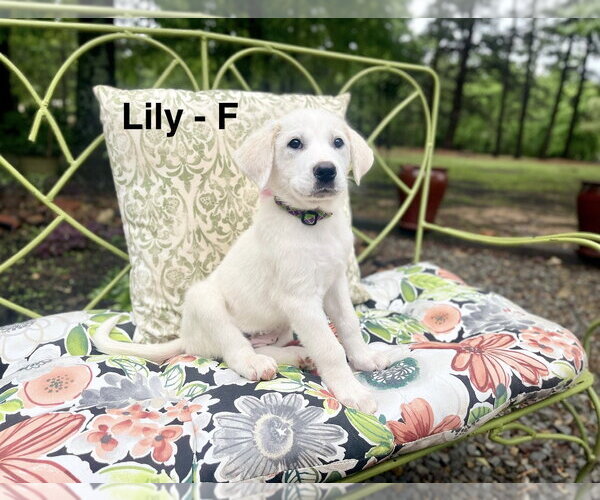 Medium Photo #1 Labrenees Puppy For Sale in Rockaway, NJ, USA