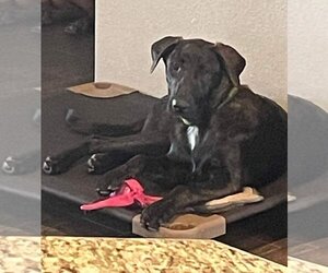 Labrador Retriever-Unknown Mix Dogs for adoption in Stevens Point, WI, USA