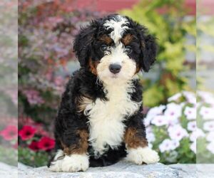 Bernedoodle (Miniature) Puppy for sale in LITITZ, PA, USA