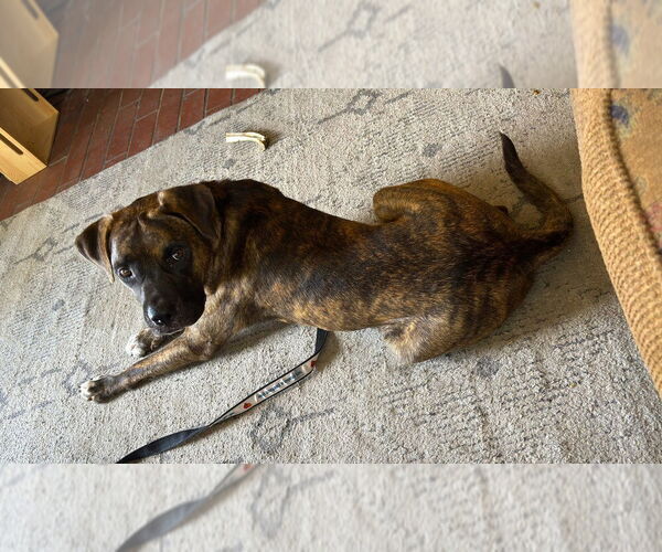 Medium Photo #3 Boxer Puppy For Sale in Austin, TX, USA