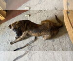 Small #2 Boxer