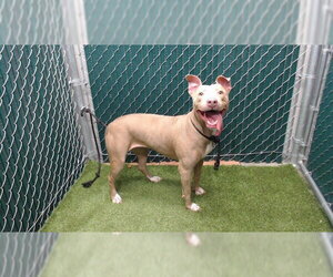 Mutt Dogs for adoption in Downey, CA, USA
