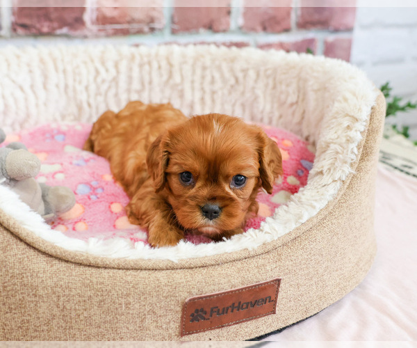 Medium Photo #2 Cavalier King Charles Spaniel Puppy For Sale in SYRACUSE, IN, USA