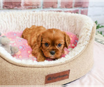 Small #1 Cavalier King Charles Spaniel
