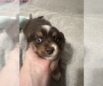 Small Photo #53 Miniature Australian Shepherd Puppy For Sale in QUINCY, CA, USA