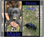 Small #11 German Shorthaired Pointer
