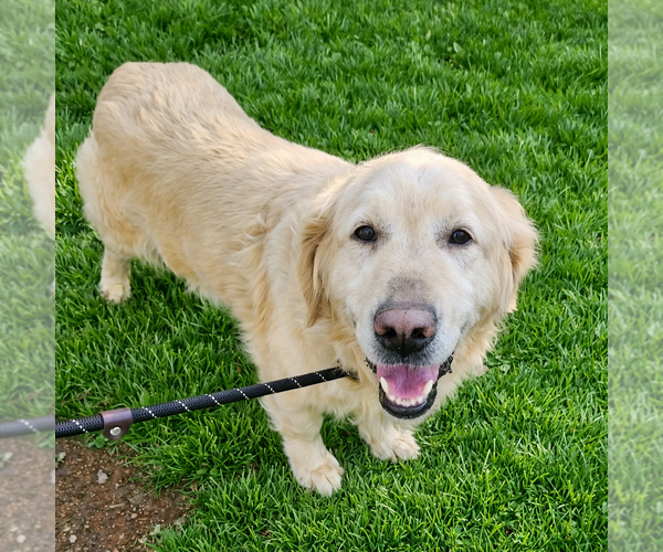 Medium Photo #3 Golden Retriever Puppy For Sale in Grovertown, IN, USA