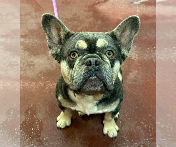 Medium Photo #1 French Bulldog-Unknown Mix Puppy For Sale in Lakewood, CO, USA