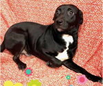 Small Labrador Retriever Mix