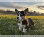 Puppy Puppy 1 Pembroke Welsh Corgi
