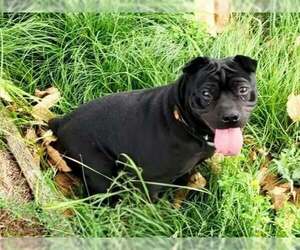 Chinese Shar-Pei-Unknown Mix Dogs for adoption in Martinez, CA, USA