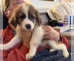 Small #2 Australian Shepherd-Great Pyrenees Mix