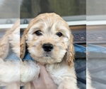 Small #4 Cockapoo (Miniature)