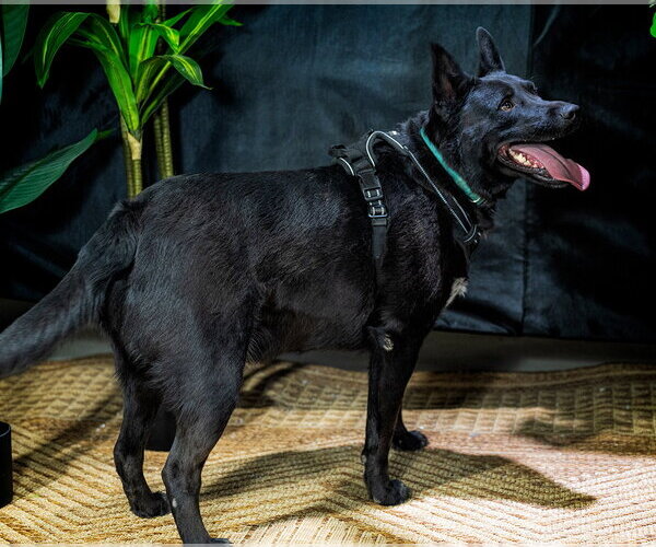 Medium Photo #10 Mutt Puppy For Sale in Cedar Crest, NM, USA