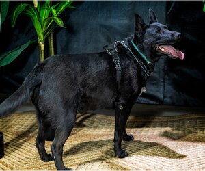 Dino - Male Mutt Dog for Adoption - Photo #10