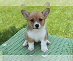 Small Photo #2 Pembroke Welsh Corgi Puppy For Sale in BARNETT, MO, USA