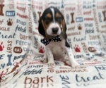 Small #1 Beagle