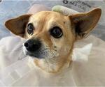 Small #2 Chihuahua Mix