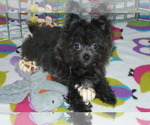 Small Photo #4 Yoranian Puppy For Sale in ORO VALLEY, AZ, USA
