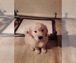 Small Photo #2 Golden Retriever Puppy For Sale in MOSES LAKE, WA, USA