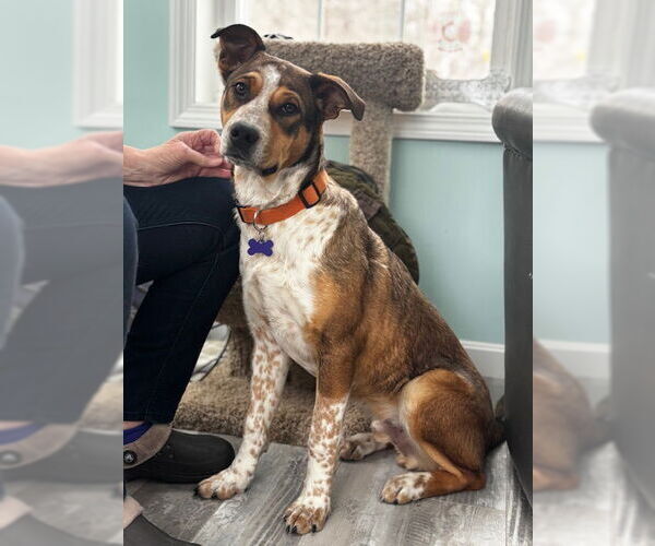 Medium Photo #6 Collie-German Shepherd Dog Mix Puppy For Sale in East Derry, NH, USA