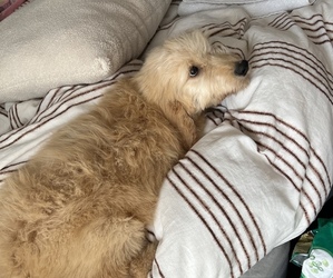 Goldendoodle Puppy for sale in FLAT ROCK, NC, USA