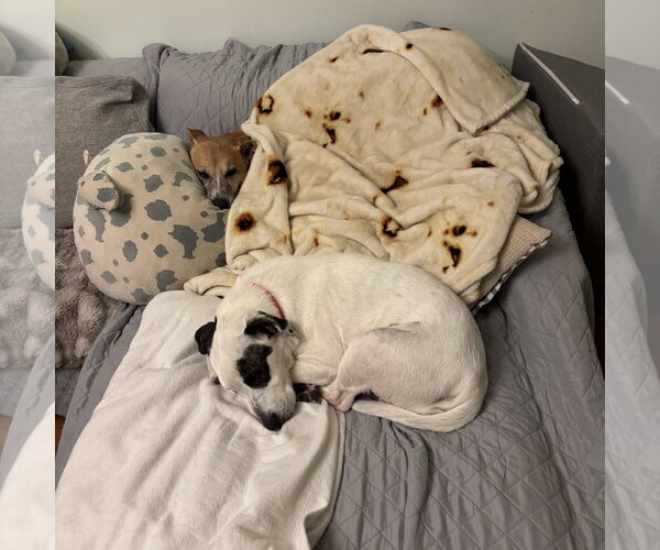 Medium Photo #5 Mutt Puppy For Sale in Rockaway, NJ, USA
