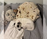 Small #4 Mutt