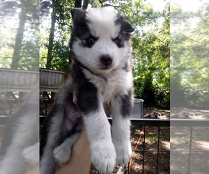 Siberian Husky Puppy for sale in FLORENCE, SC, USA