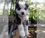 Image preview for Ad Listing. Nickname: SIBERIAN