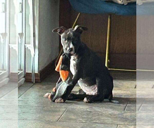 Medium Photo #12 American Pit Bull Terrier-Labrador Retriever Mix Puppy For Sale in OKLAHOMA CITY, OK, USA