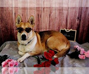 Pembroke Welsh Corgi-Unknown Mix Dogs for adoption in DuQuoin, IL, USA
