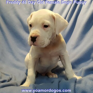 Medium Photo #134 Dogo Argentino Puppy For Sale in JANE, MO, USA