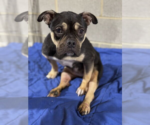 Medium Photo #5 American Pit Bull Terrier-Bulldog Mix Puppy For Sale in Shermans Dale, PA, USA
