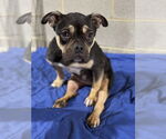 Small #4 American Pit Bull Terrier-Bulldog Mix