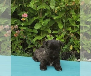 Shih Tzu-Unknown Mix Puppy for sale in RAPID CITY, SD, USA