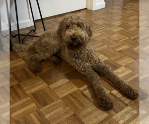 Poodle (Standard)-Unknown Mix Dogs for adoption in Brooklyn, NY, USA