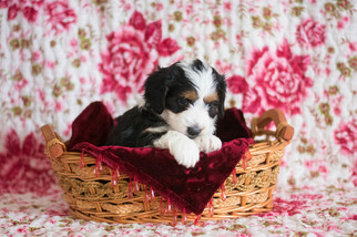 Bernedoodle Puppy for sale in CUYAHOGA FALLS, OH, USA