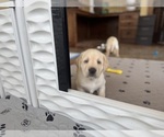 Small #25 Labrador Retriever