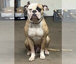 Small Photo #1 American Bulldog Puppy For Sale in NEW BRIT, CT, USA