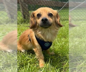 Chihuahua Dogs for adoption in Tarrytown, GA, USA